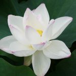 蓮の花